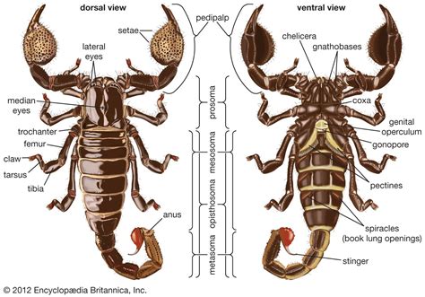 5 Scorpion Head Facts
