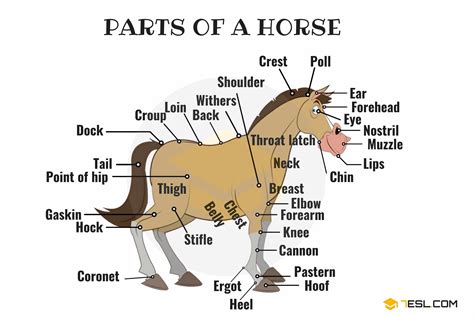 Parts of a Horse: A Complete Guide to Anatomy and Function