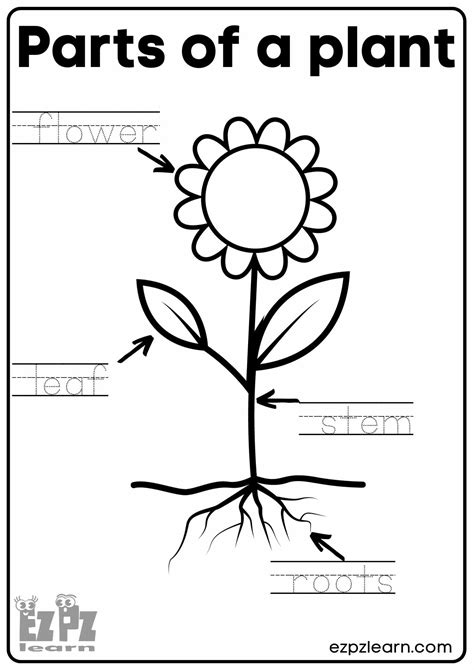 Parts Of A Plant Activity Worksheets Star Worksheets