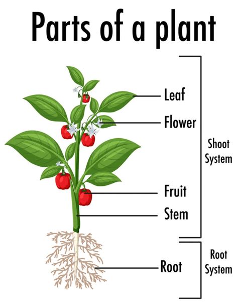 Parts Of A Plant Diagram Functions And Plants Types