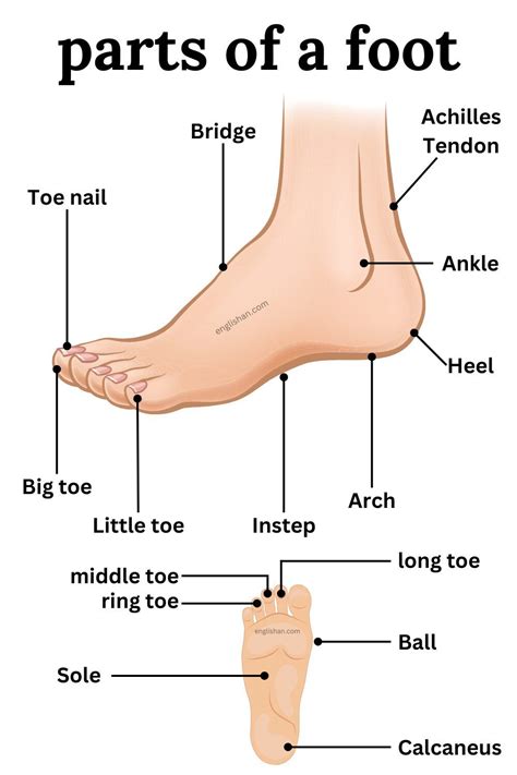 Parts Of Foot Names In English Learn English Vocabulary Foot
