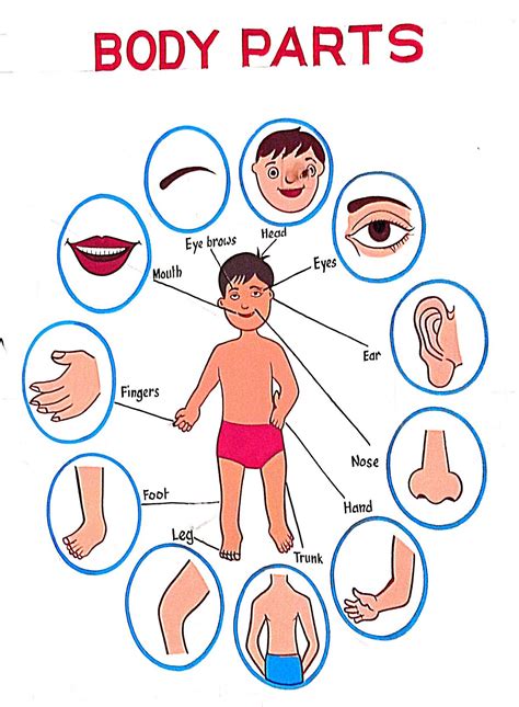 Parts Of The Body Kids Vocabulary About Parts Of The By Huma Waqas