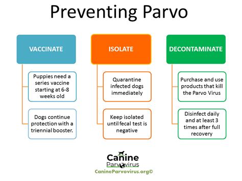 Parvo Prevention Canine Parvovirus Vaccinate Isolate Decontaminate