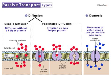 Passive Transport Definition Types Examples Lesson Study Com