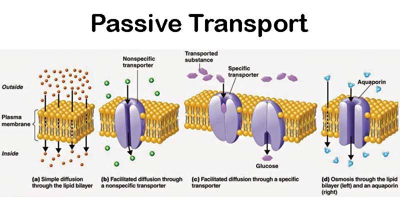 Passive Transport Features Types Functions