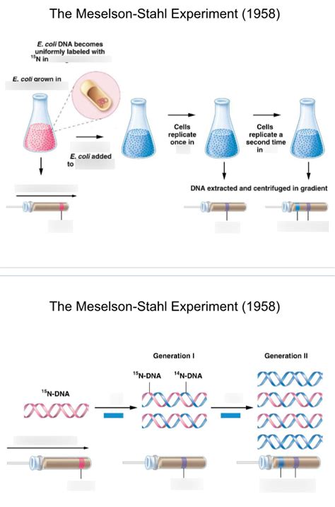 Pdf 5 Replication And Cell Meselson And Stahl Grew Pdf Pdf 5 Replication And Cell Meselson And Stahl Grew Pdf