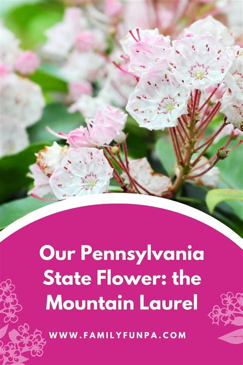 Pennsylvania State Flower 50States