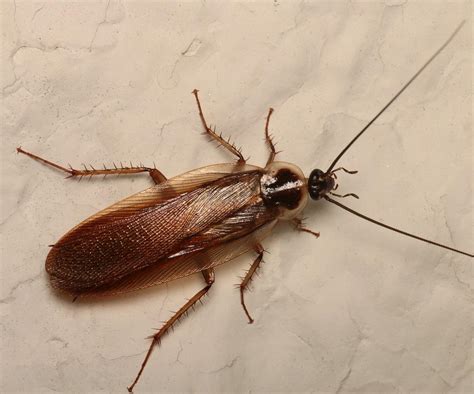 Pennsylvania Wood Cockroach Facts Identification And Pictures Pennsylvania Wood Cockroach Facts Identification And Pictures