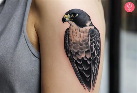 Peregrine Falcon Tattoo Designs
