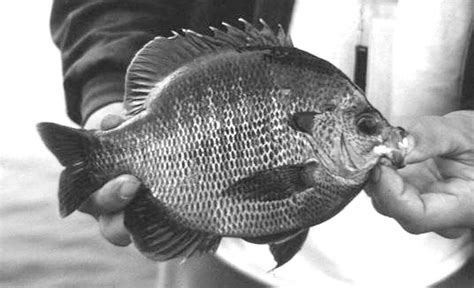 Perris Panfish California Fly Fisher