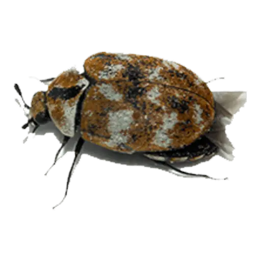 Pests Types Pestbye Pests Types Pestbye