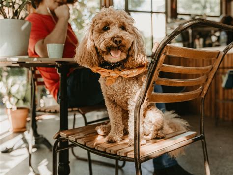 Pet Friendly Restaurants Amp Cafes In Spartanburg South Carolina Pet Friendly Restaurants Amp Cafes In Spartanburg South Carolina