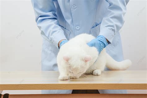 Pet Medical Therapy Theme Photography Background Pet Treatment Pet