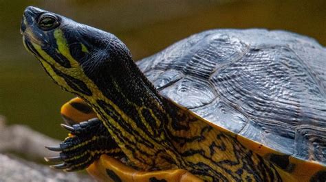Pet Yellow Bellied Slider Personality Diet Care Lil Pet