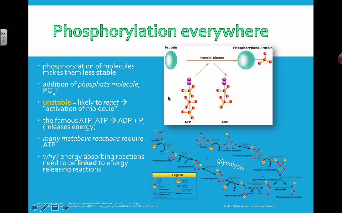 Phosphorylation And Dephosphorylation Protein Phosphorylation Youtube