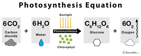 Photosynthesis Definition Equation Diagram Process
