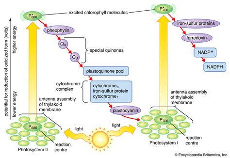 Photosynthesis Definition Formula Process Diagram Reactants Products Facts Britannica