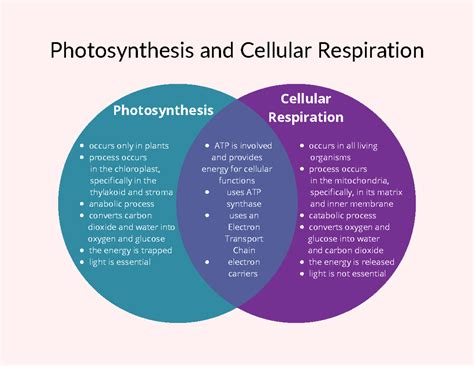 Photosynthesis Vs Cellular Respiration Venn Diagram