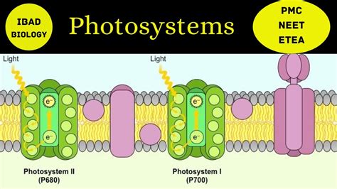 Photosystem 1 and 2 Explained
