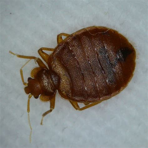 Picture Of Bed Bugs