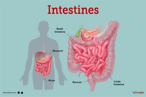 Picture Of Intestines
