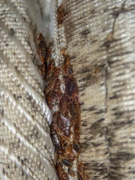 Pictures Of Bed Bug Evidence At Melissa Lillie Blog