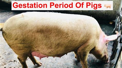 Pig Gestation Period Facts