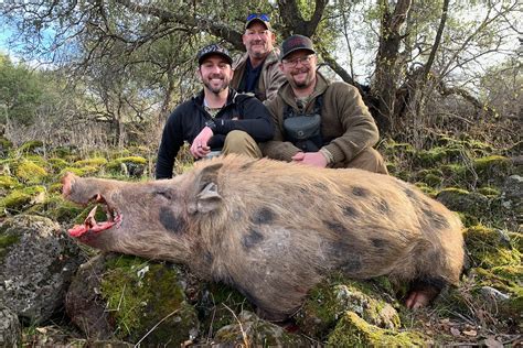 Pig Hunting Tips: Expert Strategies for Success