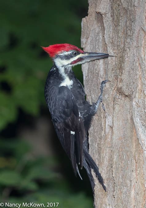 Pileated Woodpecker Welcome To Nancybirdphotography Com