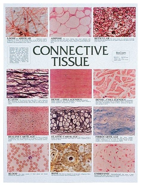 Pin By Justin Taphorn On Connective Tissue Human Anatomy And