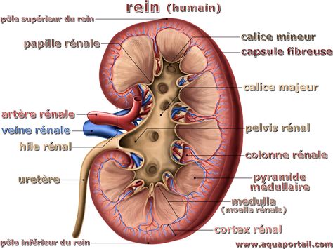 Pin On Chute De Rein