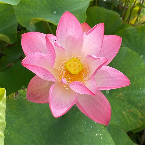 Pink Sacred Lotus Important For Growing At Temples Other Places Of High Importance