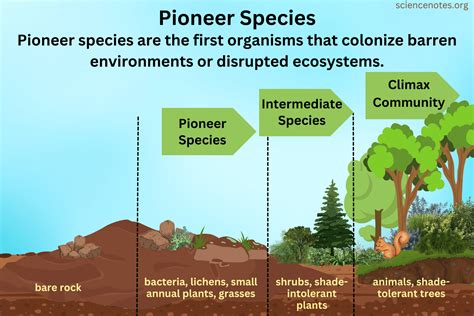 Pioneer Species Pioneer Species