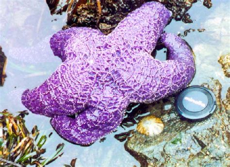 Pisaster Ochraceus: Marine Mystery Unveiled