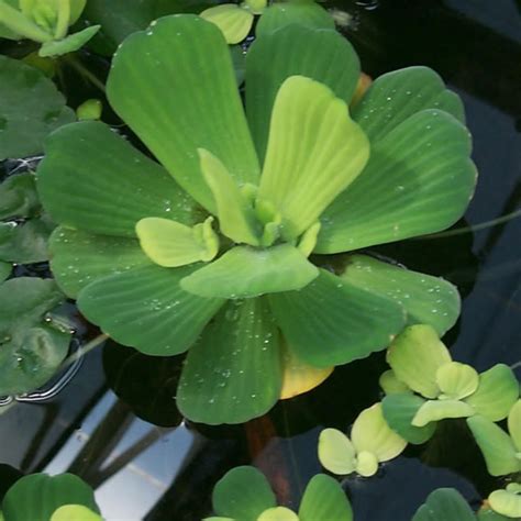 Pistia: Nature's Secret Water Cleaner Revealed
