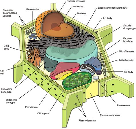 Plant Cell Label Diagram Quizlet