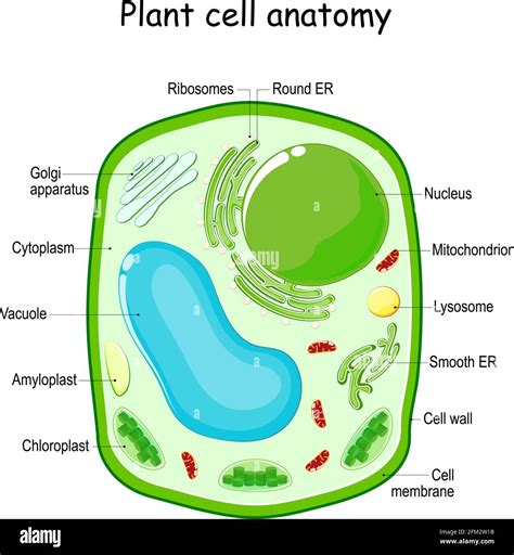 Plant Cell Labeled Diagram