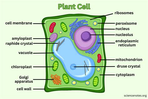 Plant Cell Parts Functions What Is A Plant Cell Video Lesson