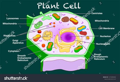 Plant Cell Structure Annotated Parts Diagram Anatomy With Organelles