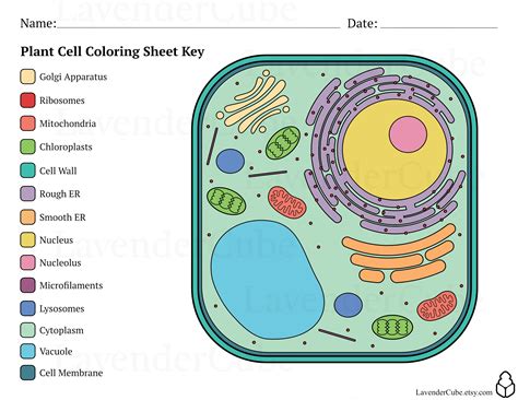 Plant Cells Coloring Pages At Tancannonblog Blog