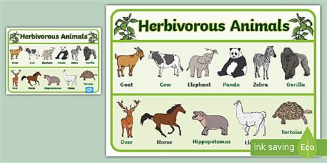 Plant Eating Animals Chart Display Posters Resources