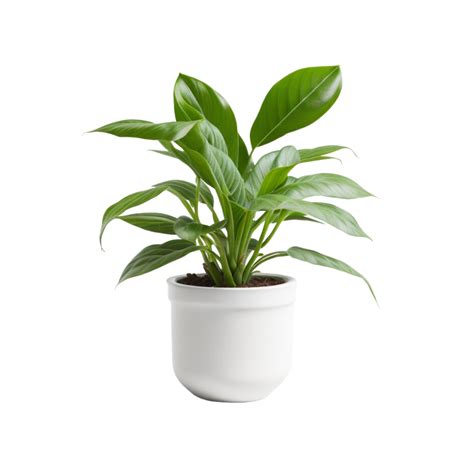 Plant Png Background Plant Png Background