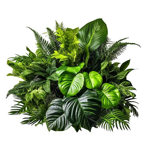 Plant Png Free Plant Png Free