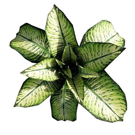 Plant Png Top View Plant Png Top View