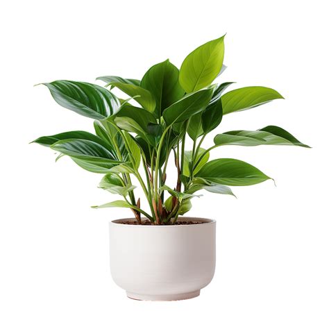 Plant Png Transparent Plant Png Transparent
