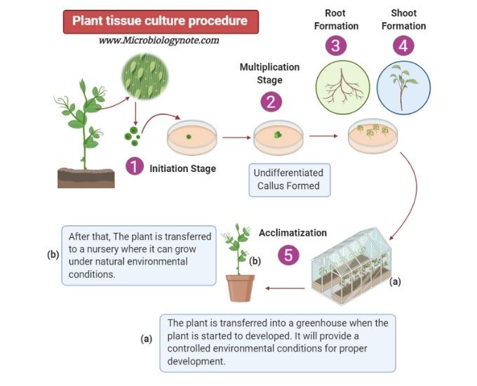 Plant Tissue Culture It S Basic Procedure And Application Plant Tissue Culture It S Basic Procedure And Application