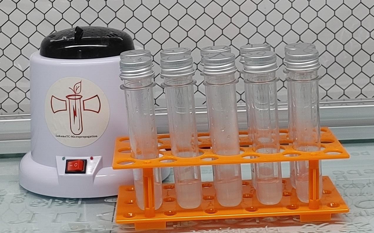 Plant Tissue Culture Basics