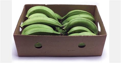 Plantains Becoming More Available In Mainstream Us Supermarkets Plantains Becoming More Available In Mainstream Us Supermarkets