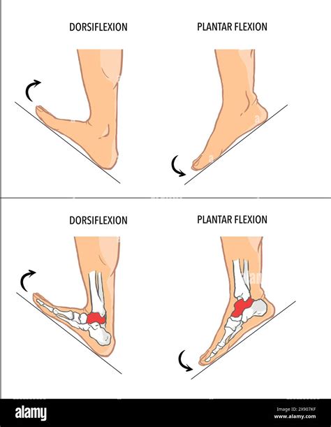 Plantar Flexion And Dorsiflexion