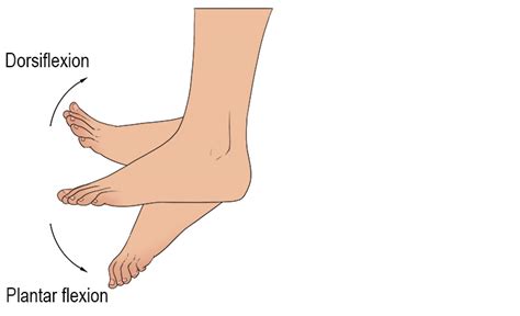Plantar Flexion Of Foot